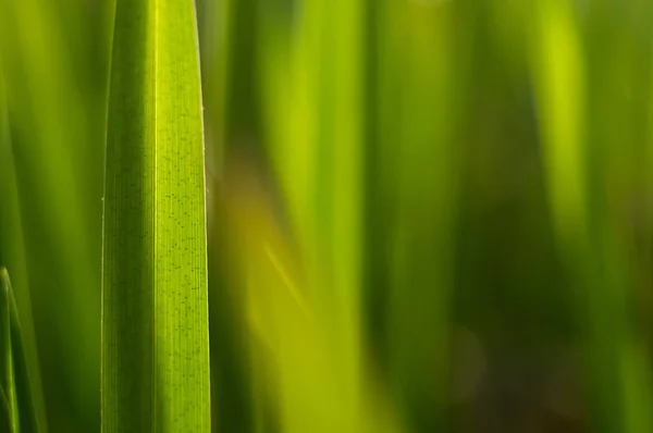 Sunlit Blurred Bright Green Spring Grass Close — Stock Photo, Image