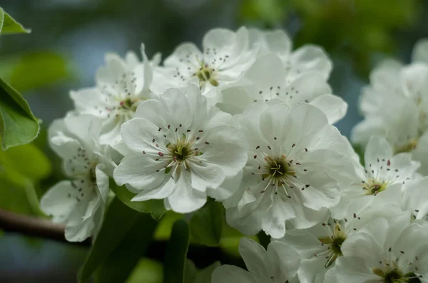 Blooming Cherry Tree Branch Sunbeams Springtime — Stock Photo, Image