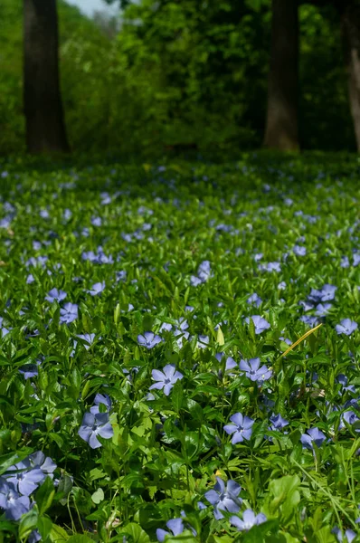 Красивые Голубые Цветы Зеленой Лужайке — стоковое фото