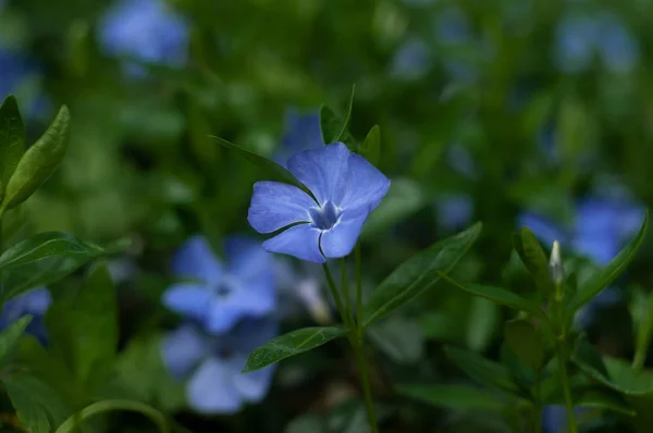 Belas Flores Azul Periwinkle Gramado Verde — Fotografia de Stock