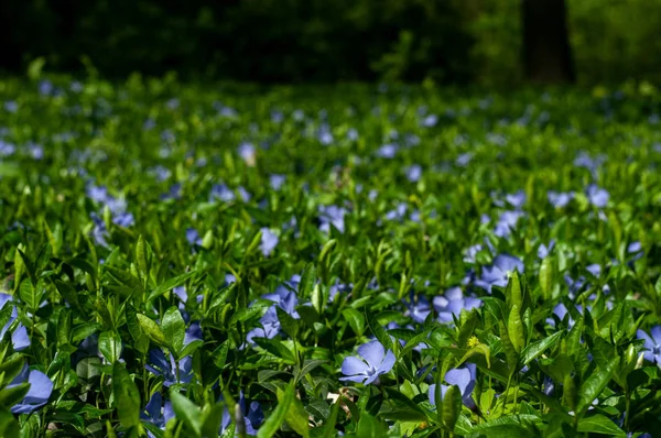 緑の芝生に美しい青いペリウィンクルの花 — ストック写真