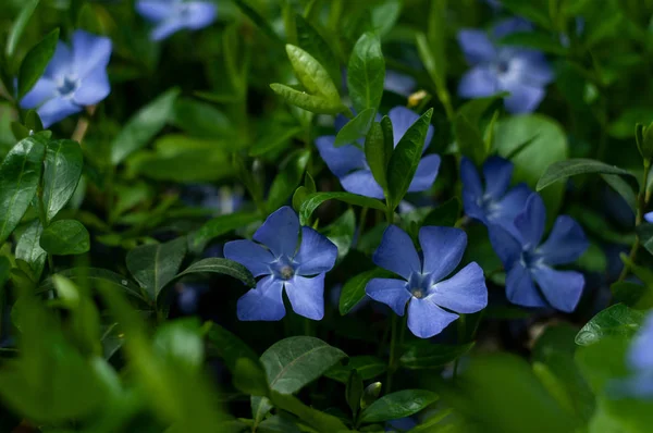 Beautiful Blue Periwinkle Flowers Green Lawn — Stock Photo, Image