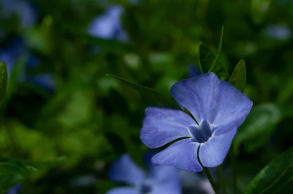 Vackra Blå Periwinkle Blommor Grön Gräsmatta Närbild — Stockfoto