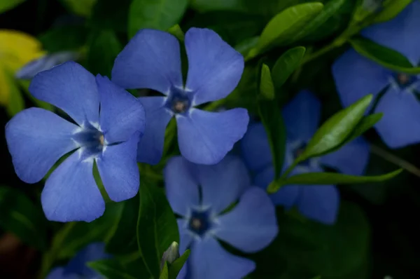 Beautiful Blue Periwinkle Flowers Green Lawn Close — Stock Photo, Image