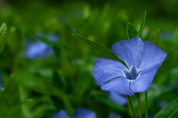 緑の芝生の上に美しい青いペリウィンクルの花 クローズアップ — ストック写真