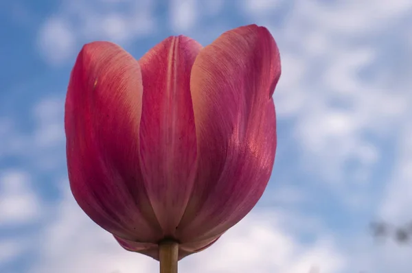 Detailní Foto Krásné Květy Jarní Tulipán Květ Rozostřeného Pozadí — Stock fotografie