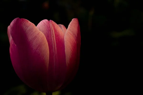 Крупным Планом Фотография Красивого Цветка Весеннего Тюльпана Темном Фоне — стоковое фото