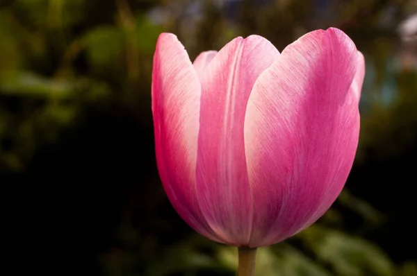 Detailní Foto Krásné Květy Jarní Tulipán Květ Rozostřeného Pozadí — Stock fotografie