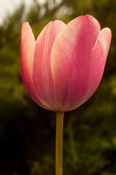 Detailní Foto Krásné Květy Jarní Tulipán Květ Rozostřeného Pozadí — Stock fotografie