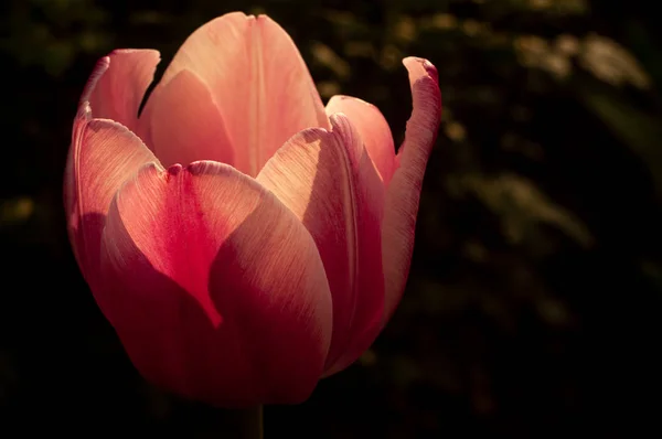 Detailní Foto Krásné Květy Jarní Tulipán Květ Rozostřeného Pozadí — Stock fotografie