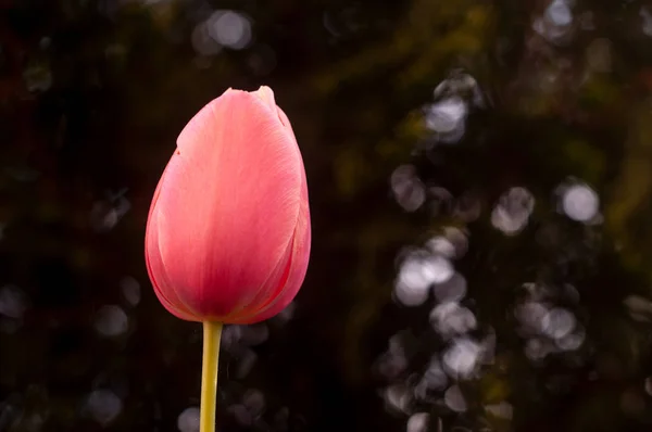 Bel Fiore Tulipano Nel Prato Soleggiata Giornata Primaverile Sfondo Naturale — Foto Stock