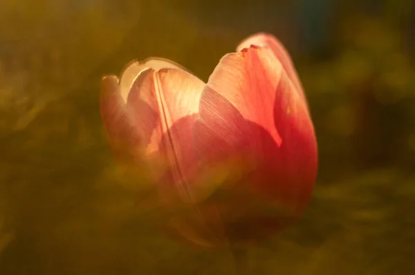 Красивый Цветок Тюльпана Лугу Солнечный Весенний День Размытом Природном Фоне — стоковое фото