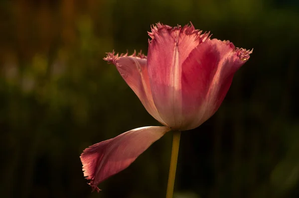 Krásný Tulipán Louce Slunečného Dne Rozostřené Přírodní Pozadí Zblízka — Stock fotografie