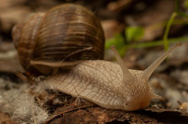 Doğal ortamda büyük bordo salyangoz , yakın çekim