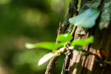 yeşil yaprakları ile ağaç gövdesi bulanık görünümü, yaz kavramı 