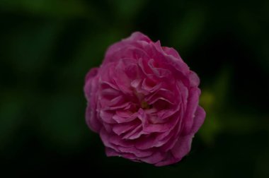 pastel pembe koyu bulanık arka plan üzerinde gül, yakın çekim  