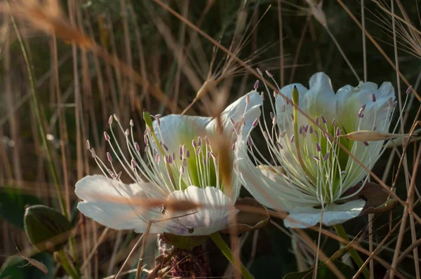 Красиві Білі Дикі Квіти Лузі Сонячний Літній День — стокове фото