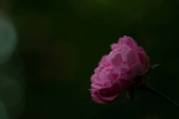 Rosa Pastello Sfondo Scuro Sfocato Primo Piano — Foto Stock