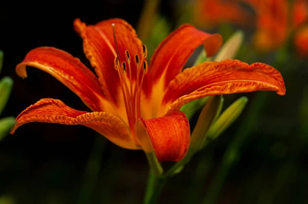 Flor Lirio Naranja Brillante Que Crece Jardín Oscuro Primer Plano — Foto de Stock