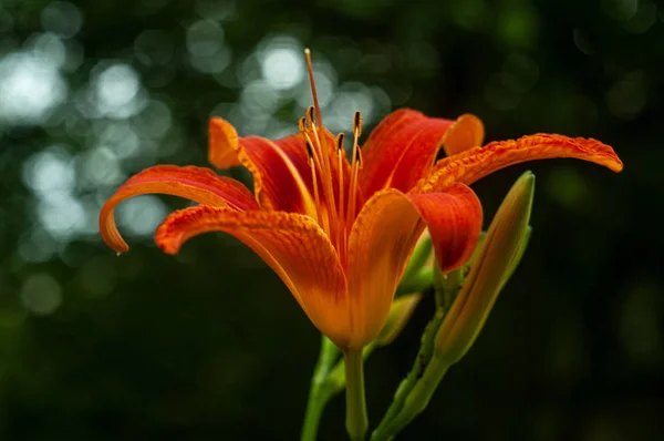 暗い庭で育つ明るいオレンジ色のユリの花 クローズアップ — ストック写真