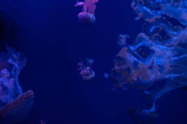 güzel mor tehlikeli yarı saydam denizanası karanlık okyanusta su altında yüzen 