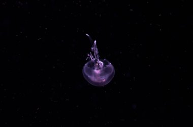 purple dangerous translucent jellyfish floating in dark ocean water clipart