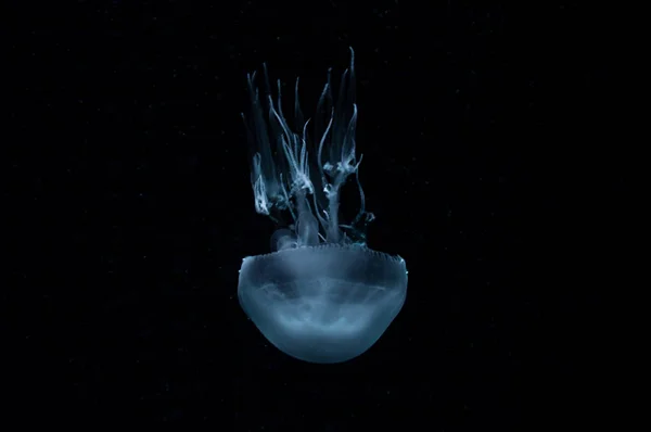 Bellas Medusas Transparentes Brillantes Blancas Flotando Bajo Agua Océano Oscuro — Foto de Stock