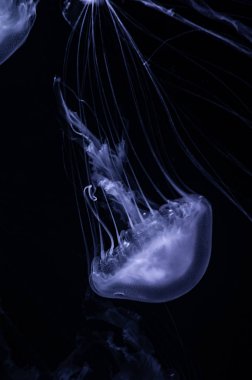 beautiful purple dangerous translucent jellyfish floating underwater in dark ocean  clipart