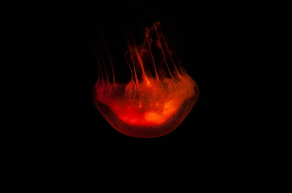 Medusas Translúcidas Peligrosas Rojas Flotando Agua Del Océano Oscuro — Foto de Stock