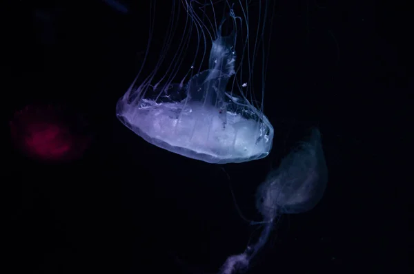 Medusas Translúcidas Peligrosas Púrpuras Flotando Agua Del Océano Oscuro — Foto de Stock