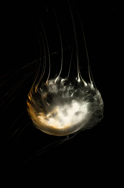 Medusas Translúcidas Peligrosas Doradas Flotando Agua Del Océano Oscuro — Foto de Stock