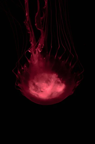 Red Dangerous Translucent Jellyfish Floating Dark Ocean Water — Stock Photo, Image