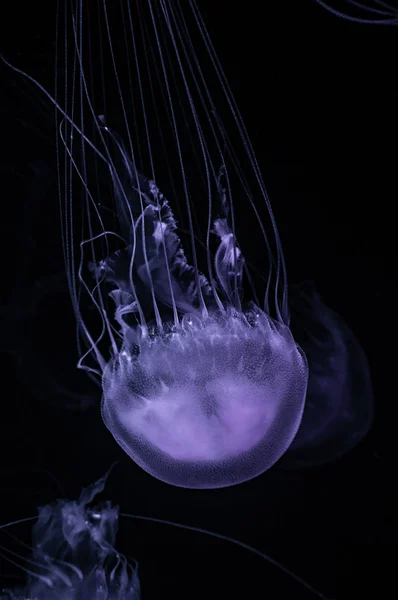 Medusas Translúcidas Peligrosas Púrpuras Flotando Agua Del Océano Oscuro — Foto de Stock