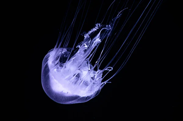 Fioletowy Niebezpieczne Przezroczyste Jellyfish Pływające Ciemnej Wody Oceanu — Zdjęcie stockowe