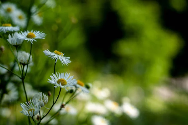 Daisy Fleabane Erigeron Strigosus Kwitną Kwiaty Rosnące Ogrodzie Słoneczny Dzień — Zdjęcie stockowe