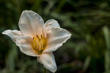 Koyu arka planda güzel beyaz zambak çiçek, yakın çekim 