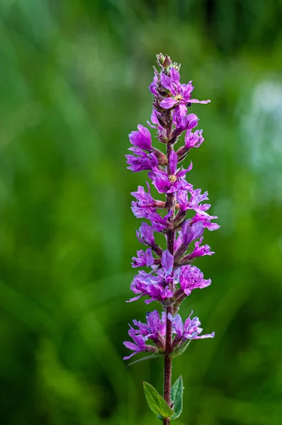 Hermosa Flor Púrpura Lupine Sobre Fondo Verde Natural Borroso Primer — Foto de Stock