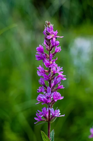 Hermosa Flor Púrpura Lupine Sobre Fondo Verde Natural Borroso Primer — Foto de Stock