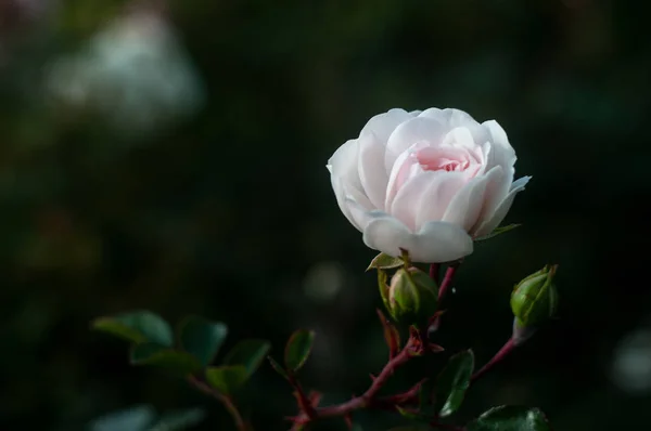 Красивый Белый Цветок Розы Темном Фоне Крупным Планом — стоковое фото