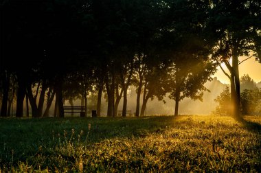 güneşli bir gün sonbahar Park ahşap Bank