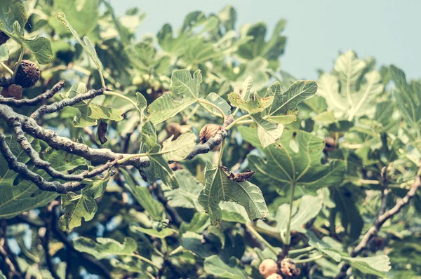 Κλαδιά Πράσινα Φύλλα Την Ηλιόλουστη Μέρα Στενή Προβολή — Φωτογραφία Αρχείου