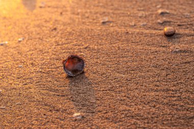 kabuk plaj kum üzerinde