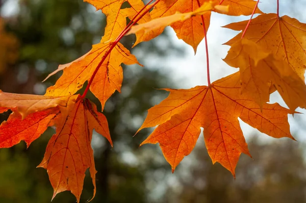 Autumn Orange Leaves Blurred Natural Background — Stock Photo, Image