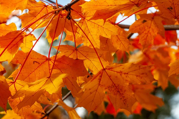 Bulanık Doğal Arka Planda Sonbahar Portakal Yaprakları — Stok fotoğraf