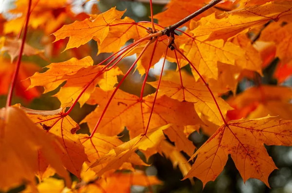 Autumn Orange Leaves Blurred Natural Background — Stock Photo, Image