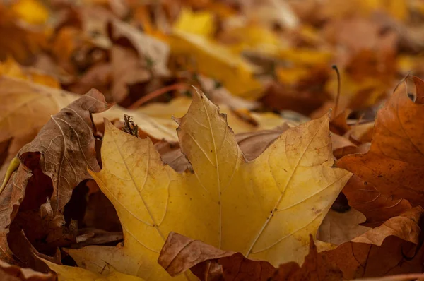 Colorful Autumn Fall Maple Leaves Ground Close View — Stock Photo, Image