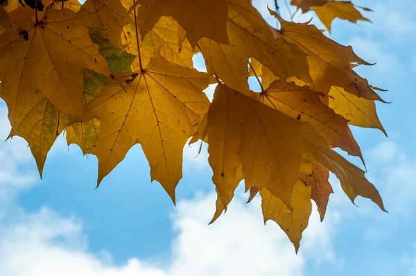 Branches Autumn Leaves Blue Sky Background Sunny Day Close View — Stock Photo, Image