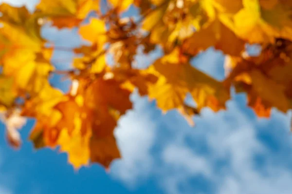 Grene Med Efterårsblade Blå Himmel Baggrund Solrig Dag Tæt Udsigt - Stock-foto