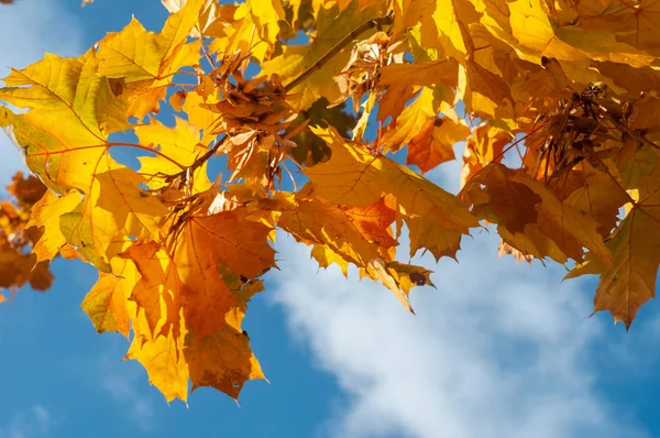 Sonbahar Yapraklı Dallar Mavi Gökyüzü Arka Planında Güneşli Bir Günde — Stok fotoğraf