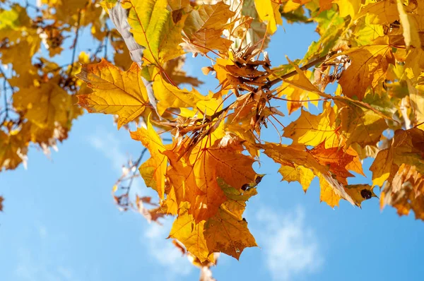 Grene Med Efterårsblade Blå Himmel Baggrund Solrig Dag Tæt Udsigt - Stock-foto